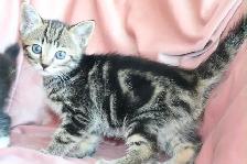 Cute Female Kitten - Photo 2