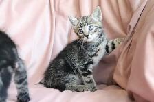 Cute Female Kitten - Photo 3