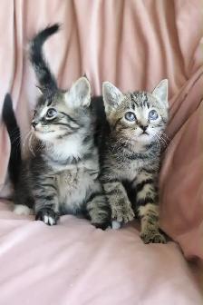 Cute Female Kitten - Photo 4