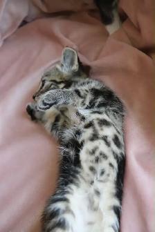 Cute Female Kitten - Photo 5