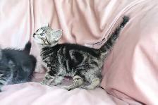 Cute Female Kitten - Photo 6