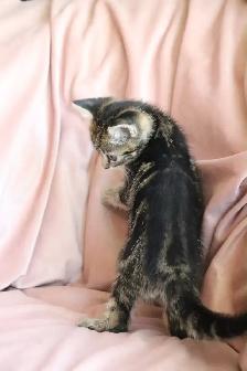 Cute Female Kitten - Photo 7