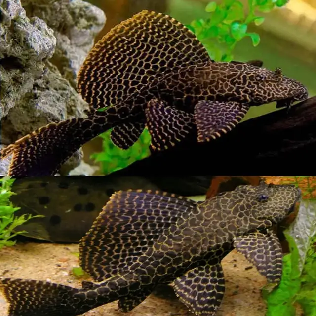 Leopard Sailfin Pleco