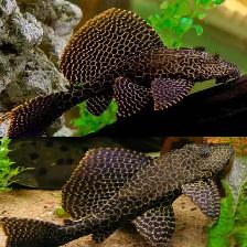 Leopard Sailfin Pleco