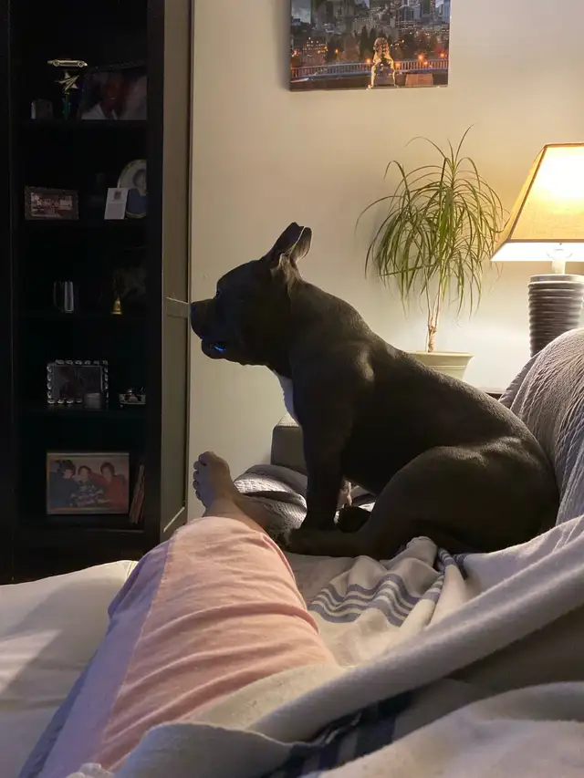 short and long-term pet sitting