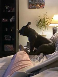 short and long-term pet sitting