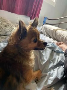 short and long-term pet sitting - Photo 2