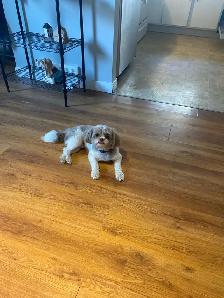 short and long-term pet sitting - Photo 3