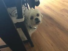 short and long-term pet sitting - Photo 5