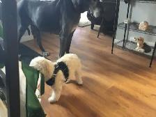 short and long-term pet sitting - Photo 8