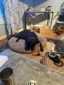 short and long-term pet sitting - Photo 9