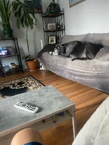 short and long-term pet sitting - Photo 10