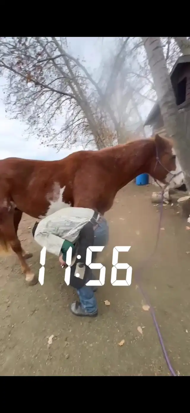 farrier