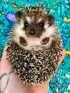 Ethically Bred Pedigreed Hedgehog Babies - Photo 2