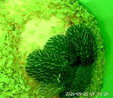Ethically Bred Pedigreed Hedgehog Babies - Photo 6