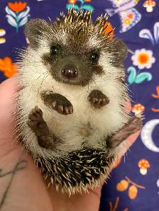 Ethically Bred Pedigreed Hedgehog Babies - Photo 8