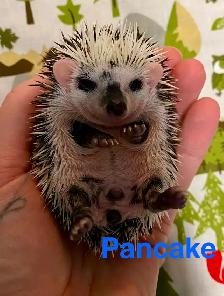 Ethically Bred Pedigreed Hedgehog Babies - Photo 9