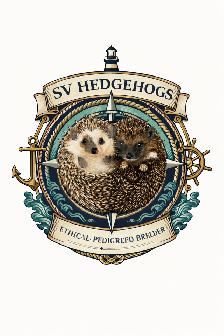 Ethically Bred Pedigreed Hedgehog Babies - Photo 10