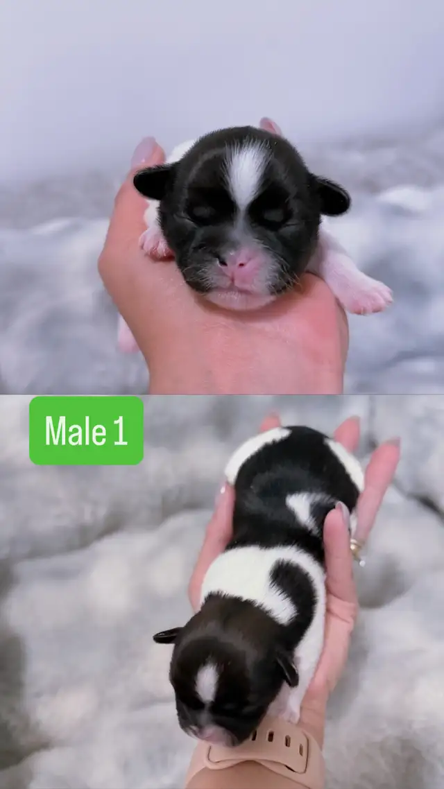 Shih Tzu puppies