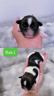 Shih Tzu puppies