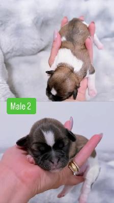 Shih Tzu puppies - Photo 2
