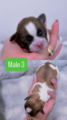 Shih Tzu puppies - Photo 3