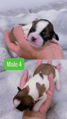 Shih Tzu puppies - Photo 4