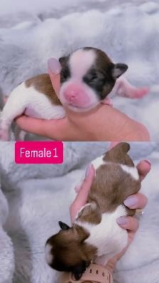 Shih Tzu puppies - Photo 5