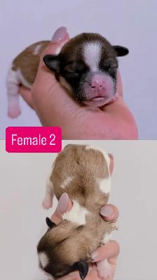 Shih Tzu puppies - Photo 6