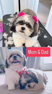 Shih Tzu puppies - Photo 7