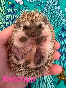 Ethically Bred Pedigreed Hedgehog Babies - Photo 4