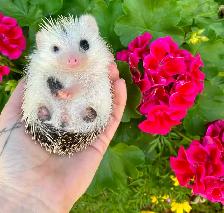 Ethically Bred Pedigreed Hedgehog Babies - Photo 5