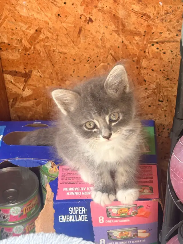 Female  Kitten