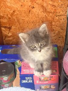 Female  Kitten
