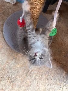 Female  Kitten - Photo 2
