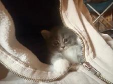 Female  Kitten - Photo 3