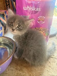 Female  Kitten - Photo 4