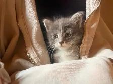 Female  Kitten - Photo 5
