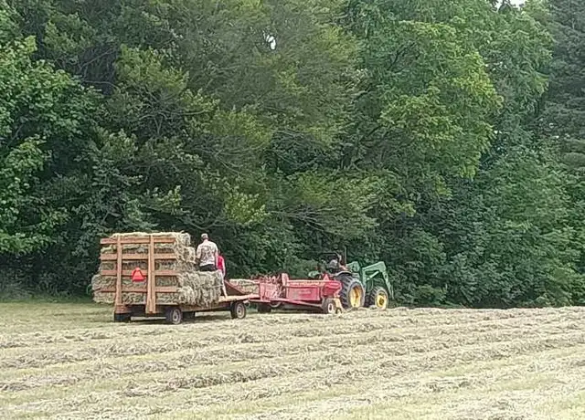 1st cut grass hay