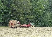 1st cut grass hay