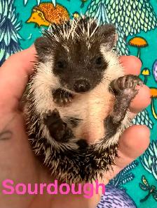 Ethically Bred Pedigreed Hedgehog Babies - Photo 4
