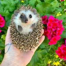 Ethically Bred Pedigreed Hedgehog Babies