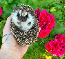 Ethically Bred Pedigreed Hedgehog Babies - Photo 3