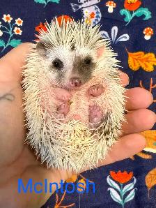 Ethically Bred Pedigreed Hedgehog Babies - Photo 7
