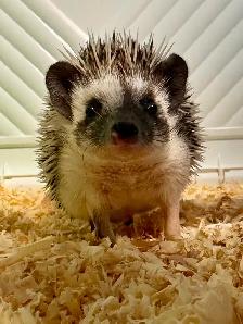 Ethically Bred Pedigreed Hedgehog Babies - Photo 8