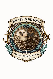 Ethically Bred Pedigreed Hedgehog Babies - Photo 10