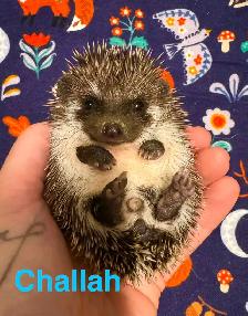 Ethically Bred Pedigreed Hedgehog Babies - Photo 2
