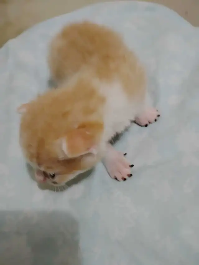 I have 1 kitten left  male kitten..he's orange and white..