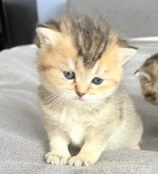 Purebred Scottish Fold Kittens - Photo 4