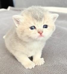Purebred Scottish Fold Kittens - Photo 6